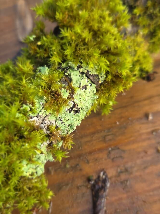 Moss Covered Willow Log with Lichen - Slightly Curved, 40cm x 51mm, Willow, Moss, Willow, Terrarium, made in Wotton-under-Edge, Gloucestershire, by Bough & Burrow - View 2
