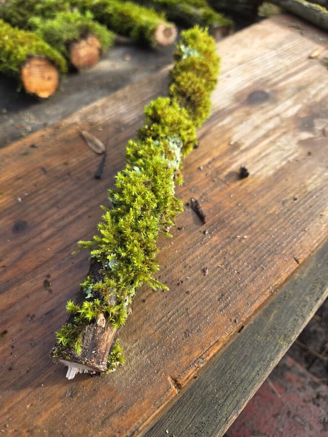Moss Covered Willow Log with Lichen - Slightly Curved, 40cm x 51mm, Willow, Moss, Willow, Terrarium, made in Wotton-under-Edge, Gloucestershire, by Bough & Burrow - View 3