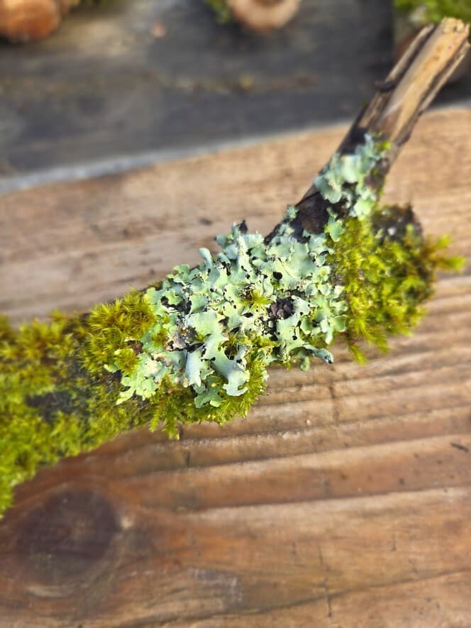 Moss Covered Willow Log with Lichen - Partially Covered, 40cm x 54mm, Willow, Moss, Lichen, Willow, Terrarium, made in Wotton-under-Edge, Gloucestershire, by Bough & Burrow