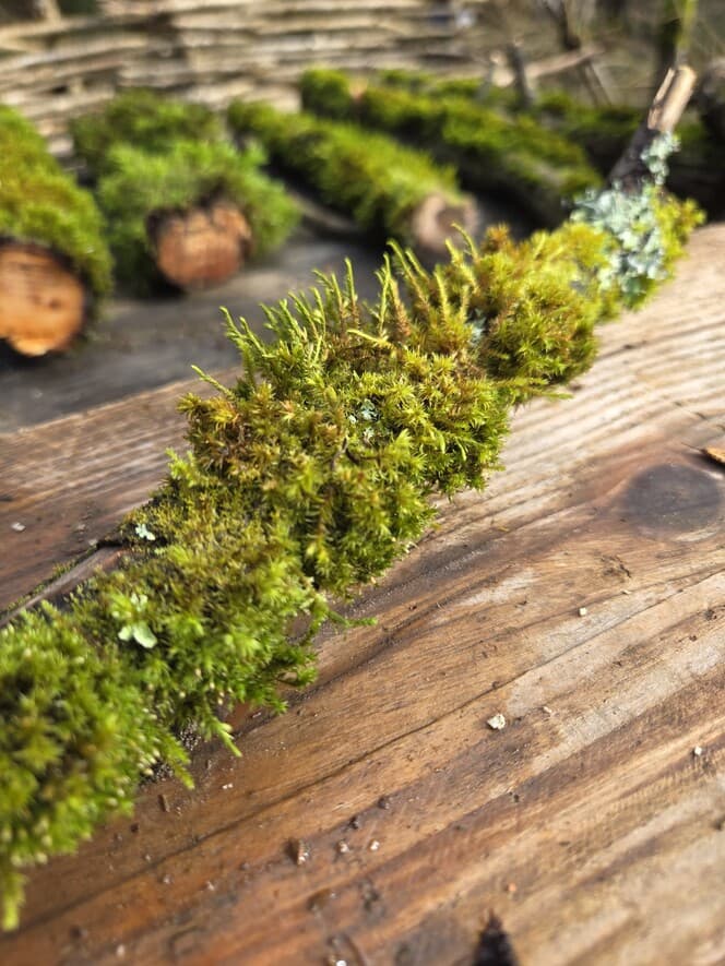 Moss Covered Willow Log with Lichen - Partially Covered, 40cm x 54mm, Willow, Moss, Lichen, Willow, Terrarium, made in Wotton-under-Edge, Gloucestershire, by Bough & Burrow - View 3