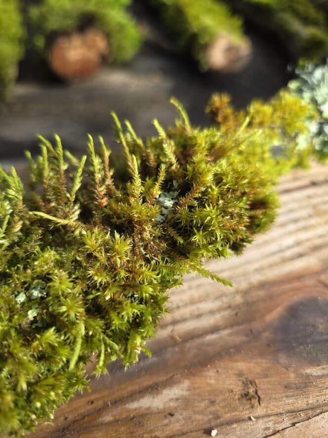 Moss Covered Willow Log with Lichen - Partially Covered, 40cm x 54mm, Willow, Moss, Lichen, Willow, Terrarium, made in Wotton-under-Edge, Gloucestershire, by Bough & Burrow - View 5