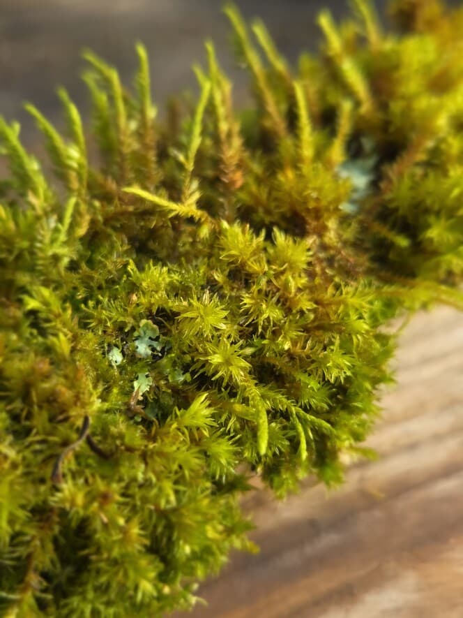 Moss Covered Willow Log with Lichen - Partially Covered, 40cm x 54mm, Willow, Moss, Lichen, Willow, Terrarium, made in Wotton-under-Edge, Gloucestershire, by Bough & Burrow - View 6