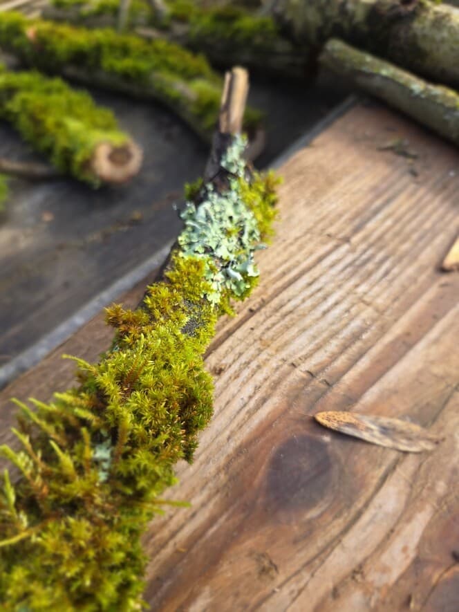 Moss Covered Willow Log with Lichen - Partially Covered, 40cm x 54mm, Willow, Moss, Lichen, Willow, Terrarium, made in Wotton-under-Edge, Gloucestershire, by Bough & Burrow - View 8