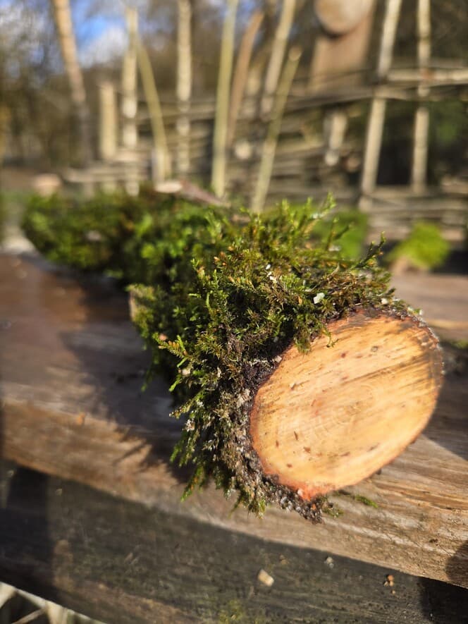 Moss Covered Willow Log with Lichen -Forked with Exposed Bark, 40cm x 72mm, Willow, Moss, Willow, Terrarium, made in Wotton-under-Edge, Gloucestershire, by Bough & Burrow - Main image