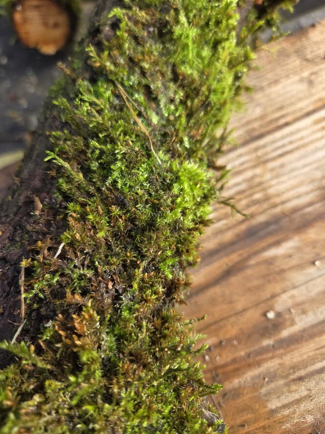 Moss Covered Willow Log with Lichen -Forked with Exposed Bark, 40cm x 72mm, Willow, Moss, Willow, Terrarium, made in Wotton-under-Edge, Gloucestershire, by Bough & Burrow - View 5