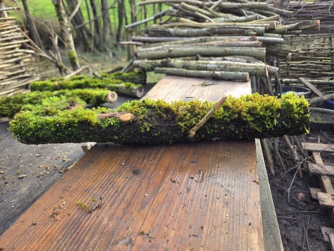 Moss Covered Willow Log - Slightly Tapered, 40cm x 58mm, Willow, Moss, Willow, Terrarium, made in Wotton-under-Edge, Gloucestershire, by Bough & Burrow