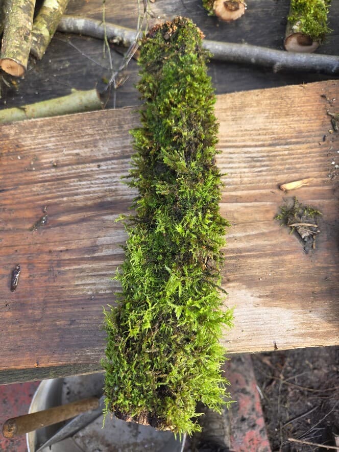 Moss Covered Willow Log - Slightly Tapered, 40cm x 58mm, Willow, Moss, Willow, Terrarium, made in Wotton-under-Edge, Gloucestershire, by Bough & Burrow - Main image