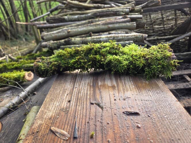 Moss Covered Willow Log - Slightly Tapered, 40cm x 58mm, Willow, Moss, Willow, Terrarium, made in Wotton-under-Edge, Gloucestershire, by Bough & Burrow - View 3