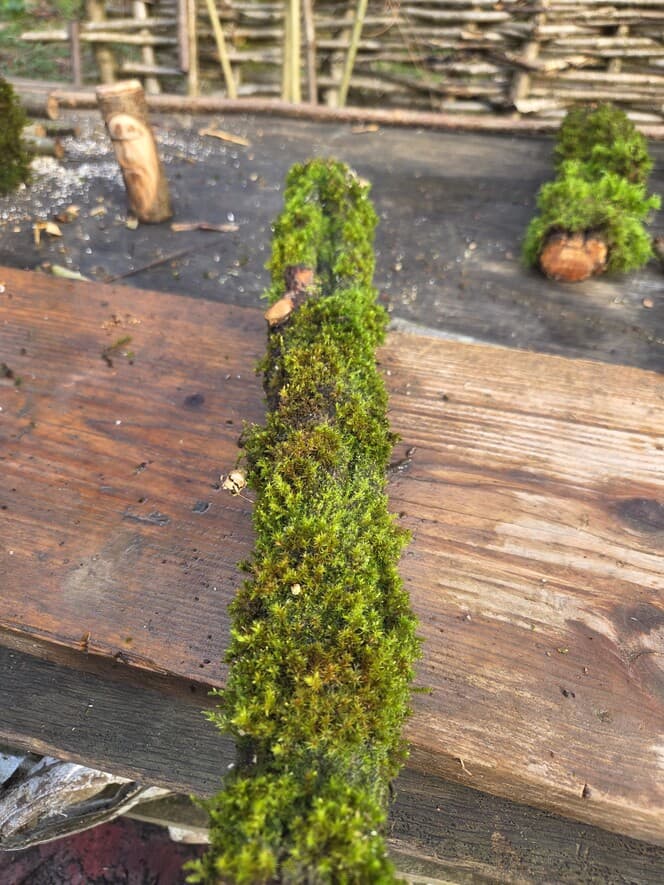 Moss Covered Willow Log - Slightly Tapered, 40cm x 58mm, Willow, Moss, Willow, Terrarium, made in Wotton-under-Edge, Gloucestershire, by Bough & Burrow - View 5