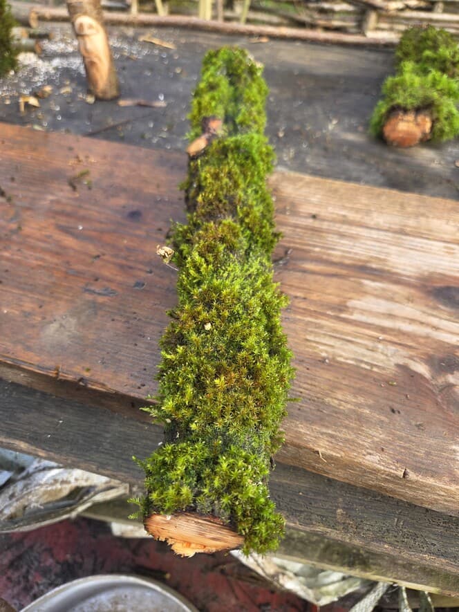 Moss Covered Willow Log - Slightly Tapered, 40cm x 58mm, Willow, Moss, Willow, Terrarium, made in Wotton-under-Edge, Gloucestershire, by Bough & Burrow - View 6