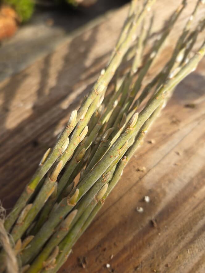 Willow Shoot Bundle with Silver Buds, Willow, Willow, made in Wotton-under-Edge, Gloucestershire, by Bough & Burrow - View 4