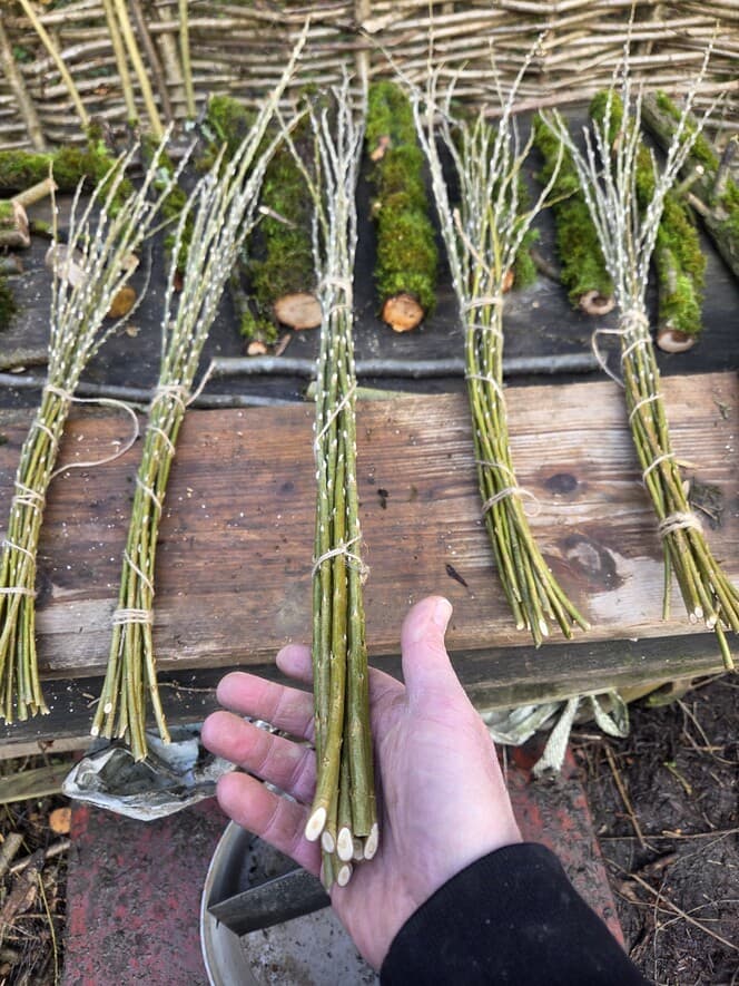 Willow Shoot Bundle with Silver Buds, Willow, Willow, made in Wotton-under-Edge, Gloucestershire, by Bough & Burrow - View 5