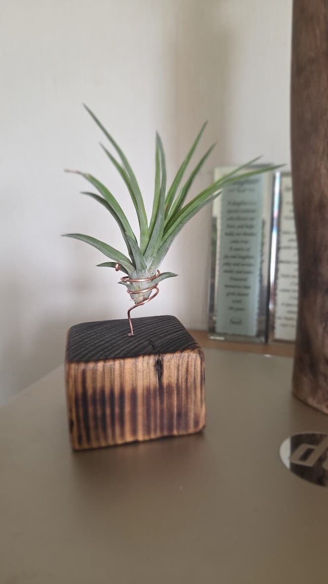 Reclaimed Wood Air Plant Holder (Small), Copper Wire, made in Wotton-under-Edge, Gloucestershire, by Bough & Burrow - Main image