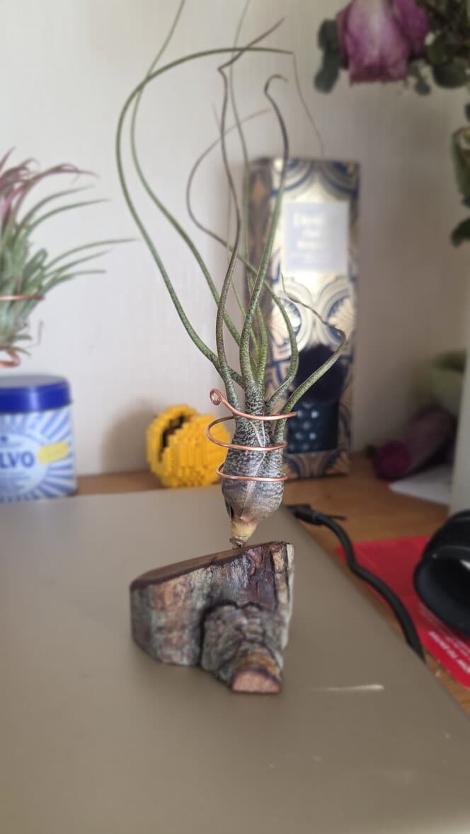 Hazel Wedge Air Plant Holder, Hazel, Copper Wire, made in Wotton-under-Edge, Gloucestershire, by Bough & Burrow - View 2