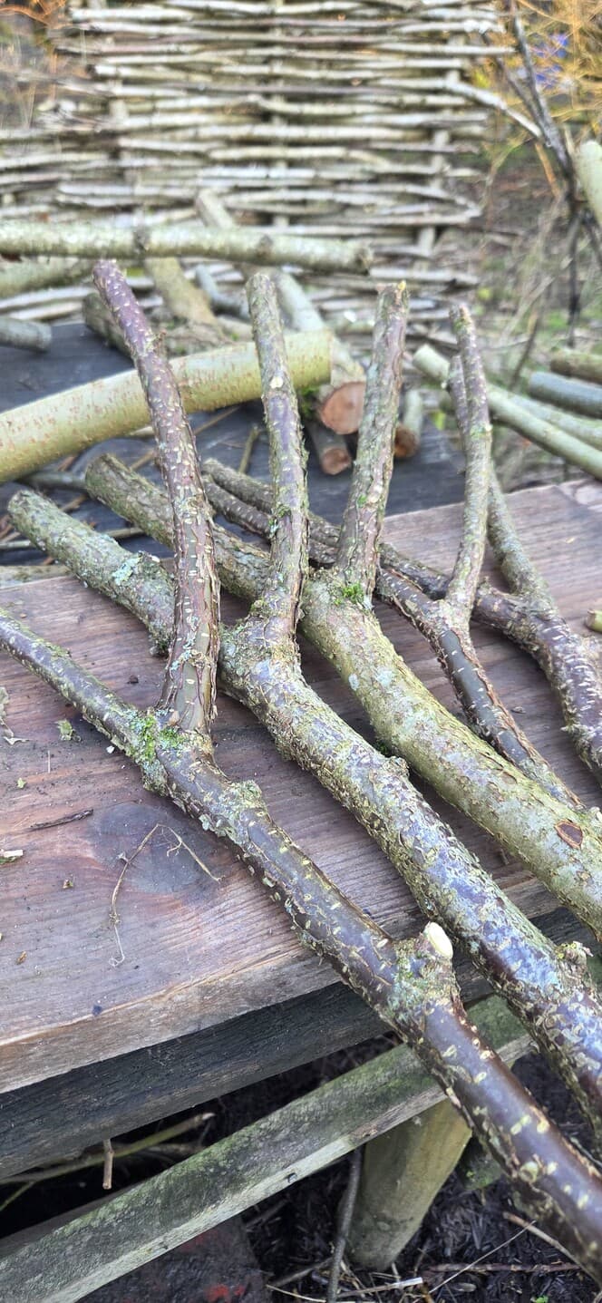 "Y" Shaped Stick Bundle: Mixed Species, Hazel, Willow, made in Wotton-under-Edge, Gloucestershire, by Bough & Burrow - Main image