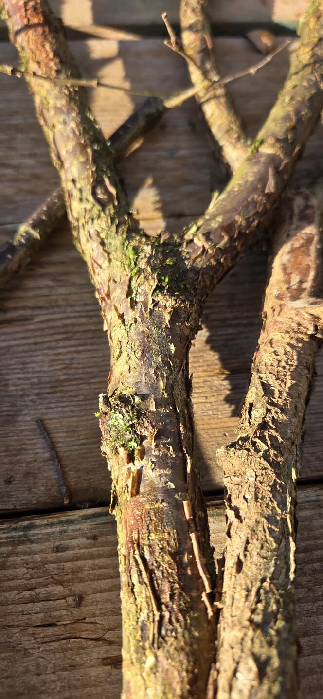 "Y" Shaped Stick Bundle: Mixed Species, Hazel, Willow, made in Wotton-under-Edge, Gloucestershire, by Bough & Burrow - View 4