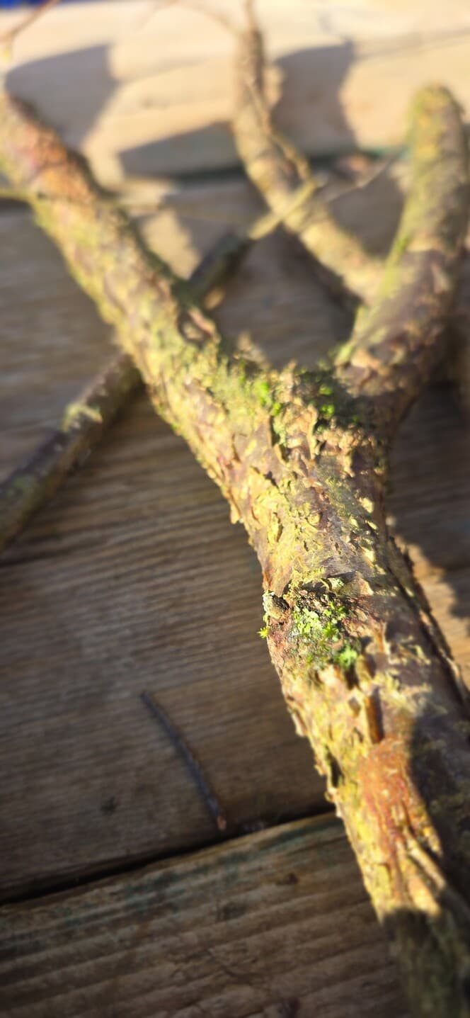 "Y" Shaped Stick Bundle: Mixed Species, Hazel, Willow, made in Wotton-under-Edge, Gloucestershire, by Bough & Burrow - View 5