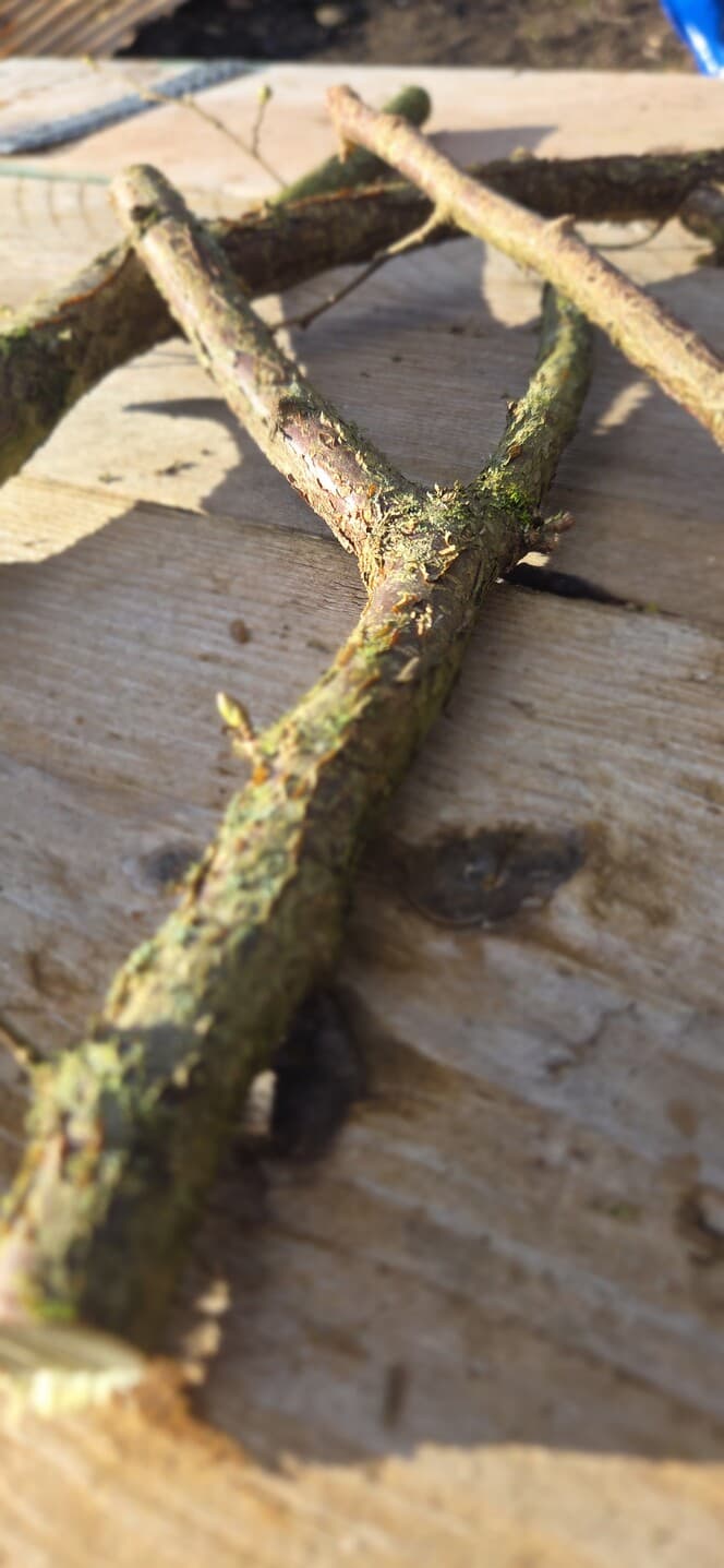 "Y" Shaped Stick Bundle: Mixed Species, Hazel, Willow, made in Wotton-under-Edge, Gloucestershire, by Bough & Burrow - View 7