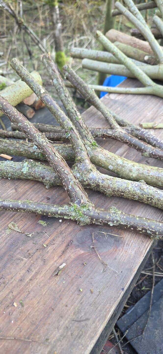 "Y" Shaped Stick Bundle: Mixed Species, Hazel, Willow, made in Wotton-under-Edge, Gloucestershire, by Bough & Burrow - View 3