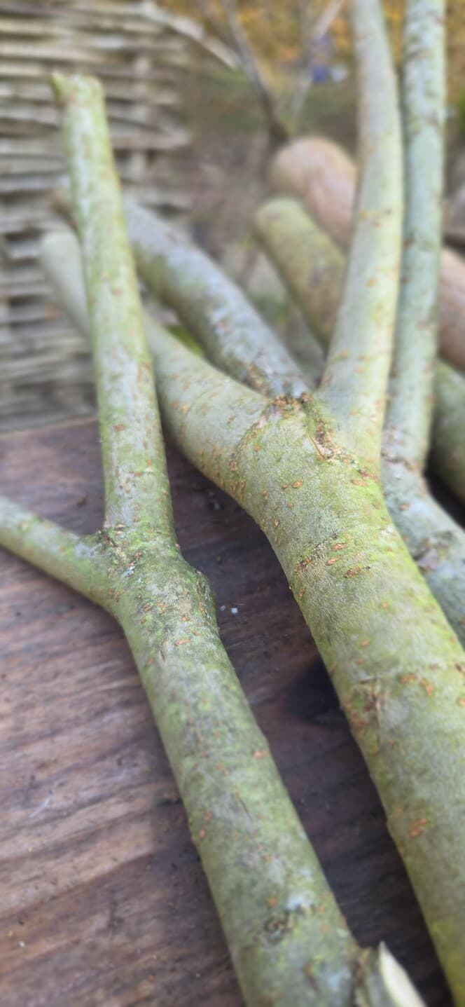 "Y" Shaped Stick Bundle: Mixed Species, Hazel, Willow, made in Wotton-under-Edge, Gloucestershire, by Bough & Burrow - View 8