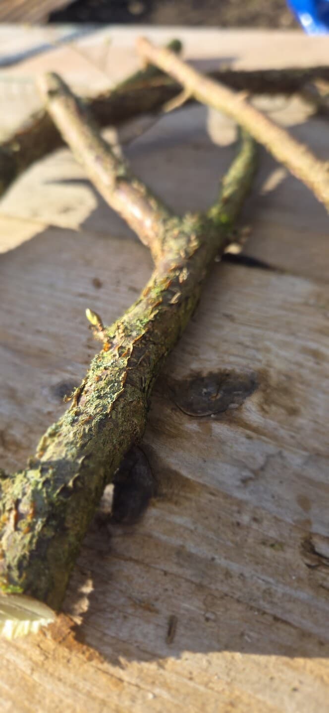 "Y" Shaped Stick Bundle, Willow, Hazel, made in Wotton-under-Edge, Gloucestershire, by Bough & Burrow - View 5
