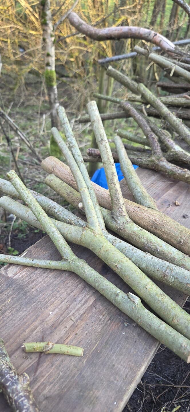 "Y" Shaped Stick Bundle, Willow, Hazel, made in Wotton-under-Edge, Gloucestershire, by Bough & Burrow - View 7