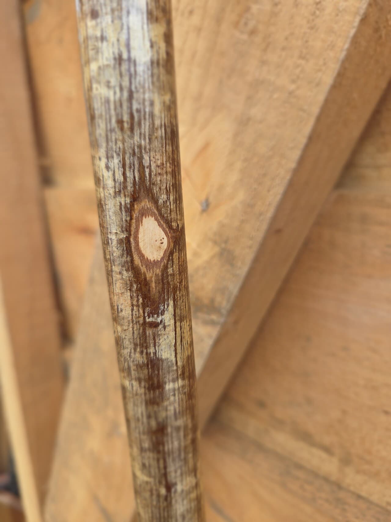 Slender Hazel Hiking Stick | HS-004, Hazel, made in Wotton-under-Edge, Gloucestershire, by Bough & Burrow - View 6